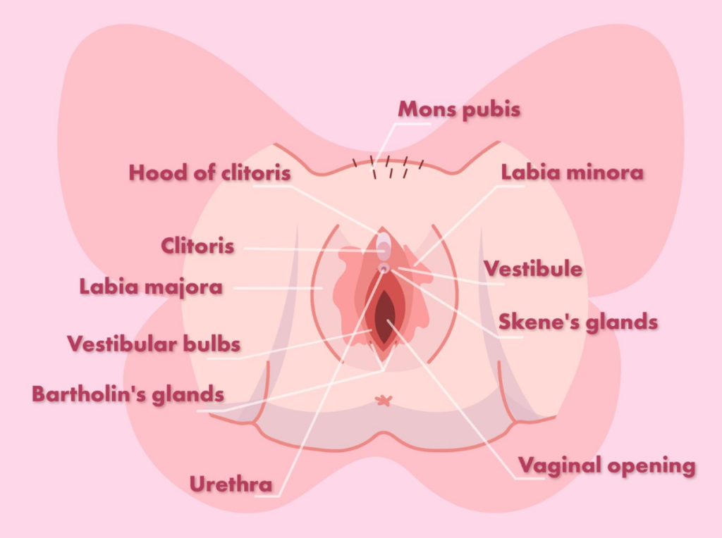 Vagina Map